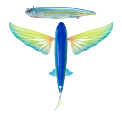 Nomad Slipstream Flying Fish Pack -Outlet Reels And Lures Store FF140 FP AHIG