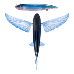 Nomad Slipstream Flying Fish Pack -Outlet Reels And Lures Store FF140 FP ELC