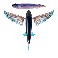 Nomad Slipstream Flying Fish Pack -Outlet Reels And Lures Store FF140 FP ULS