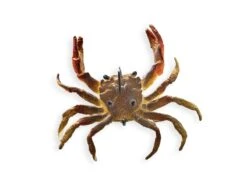 Chasebaits Crusty Crab 50 Lures -Outlet Reels And Lures Store Sandcrab c3c3d7d7 e063 4c9c 8642 ec1f6f8b8f81