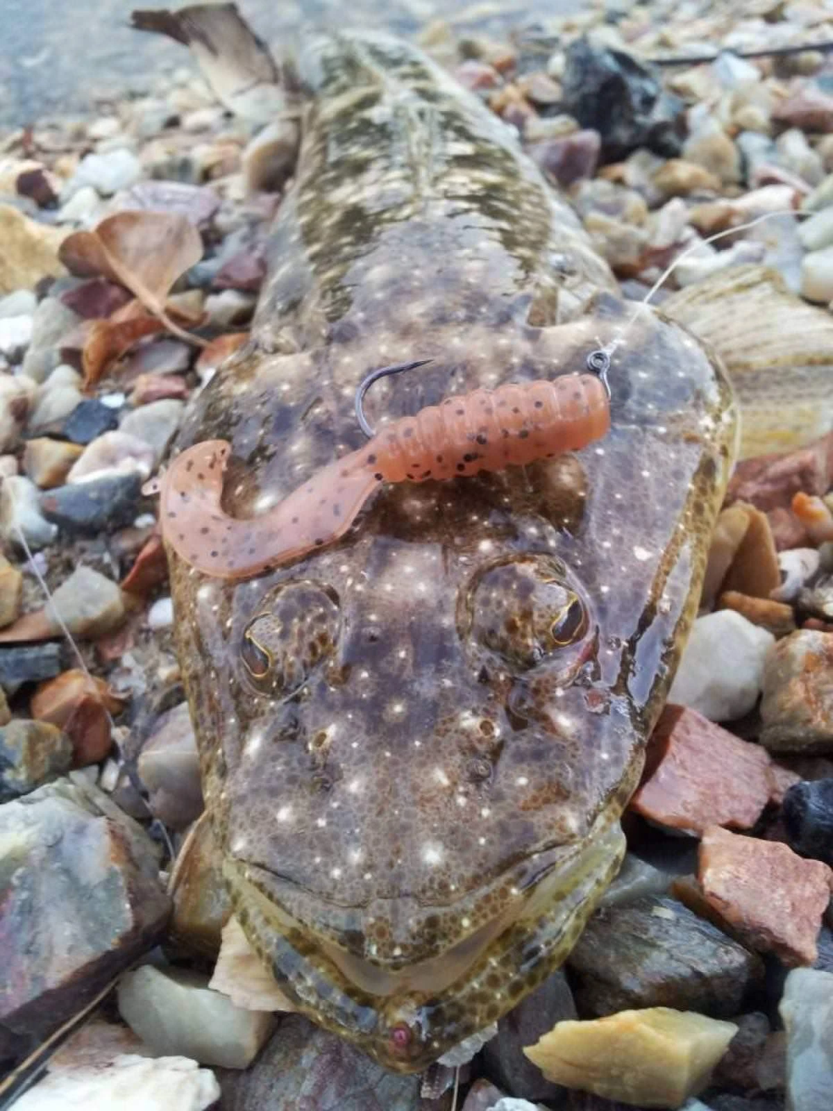 TT Tournament HWS Jigheads 5 TT Tournament HWS Jigheads - Image 3