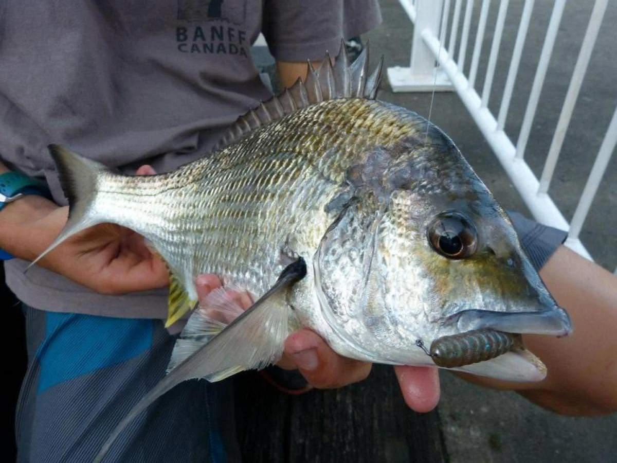 TT Tournament HWS Jigheads 6 TT Tournament HWS Jigheads - Image 4